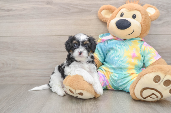 Shih Poo Puppy for Adoption