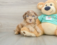 6 week old Shih Poo Puppy For Sale - Lone Star Pups