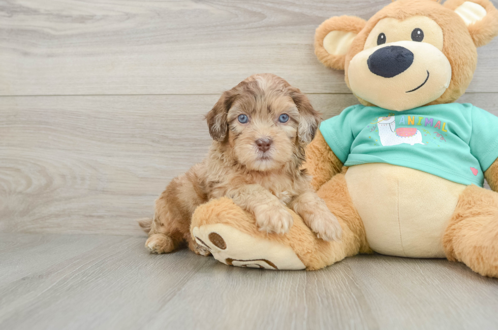6 week old Shih Poo Puppy For Sale - Lone Star Pups