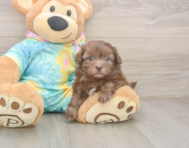 6 week old Shih Poo Puppy For Sale - Lone Star Pups