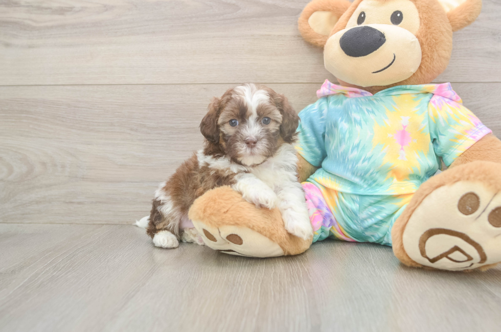 5 week old Shih Poo Puppy For Sale - Lone Star Pups