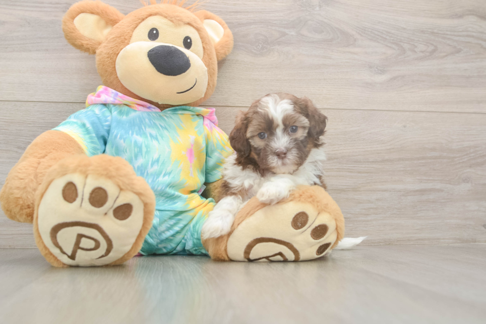 Shih Poo Pup Being Cute