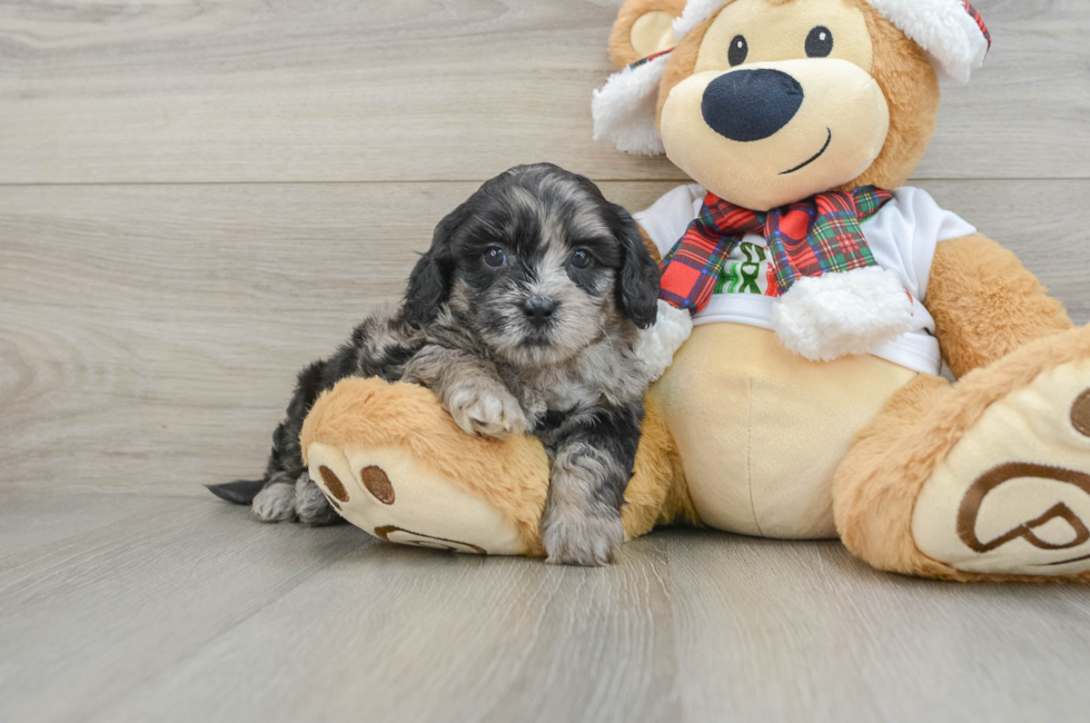 5 week old Shih Poo Puppy For Sale - Lone Star Pups