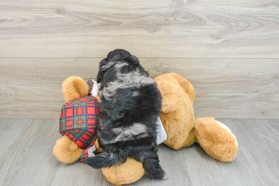 Shih Poo Pup Being Cute