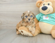 6 week old Shih Poo Puppy For Sale - Lone Star Pups