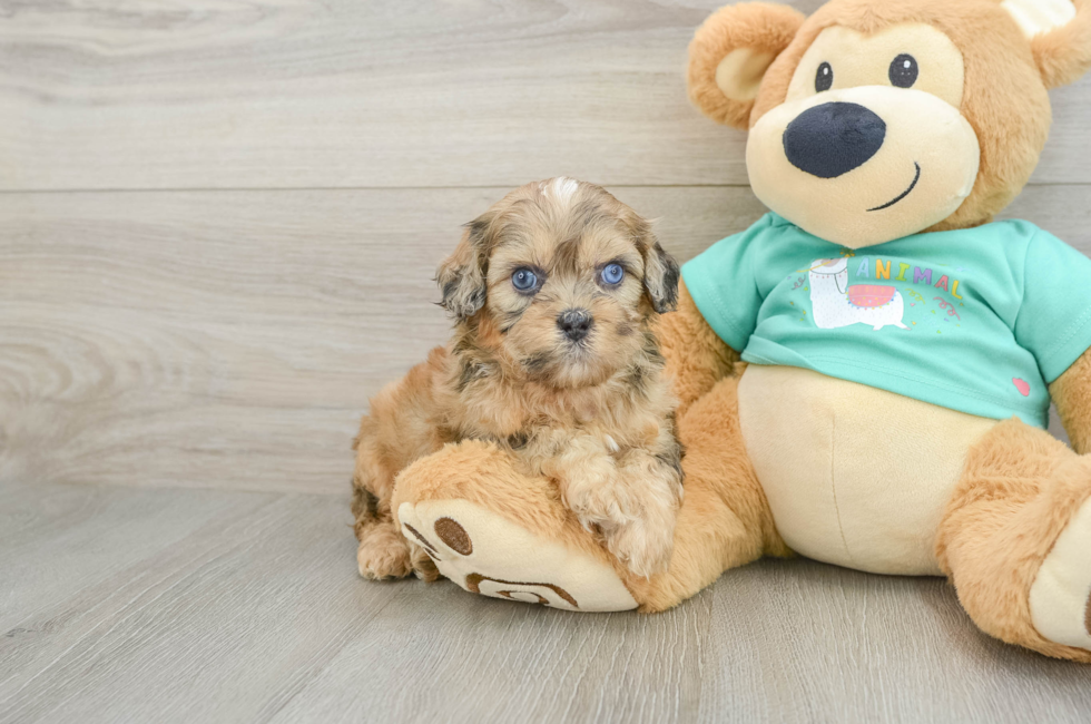 6 week old Shih Poo Puppy For Sale - Lone Star Pups