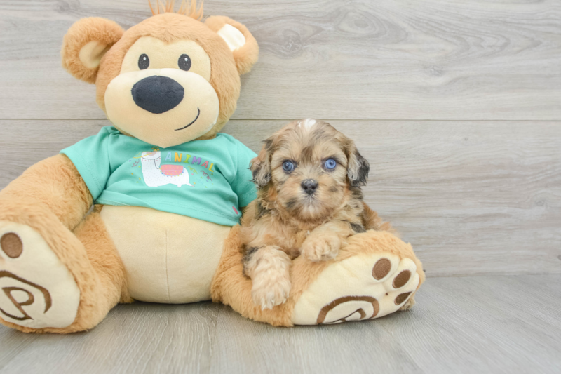Meet Neuman - our Shih Poo Puppy Photo 3/3 - Lone Star Pups