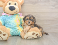 7 week old Shih Poo Puppy For Sale - Lone Star Pups