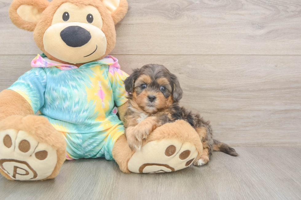 5 week old Shih Poo Puppy For Sale - Lone Star Pups