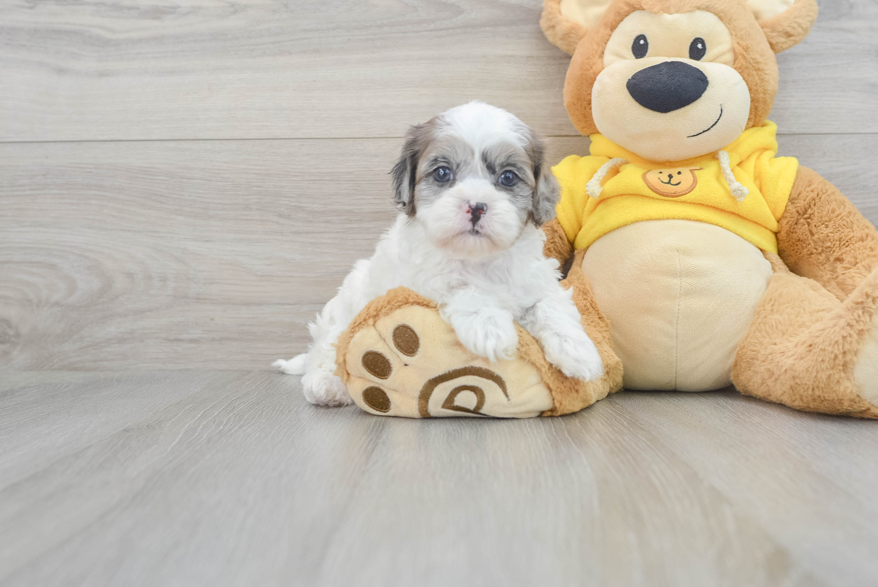 Hypoallergenic Shihpoo Poodle Mix Puppy