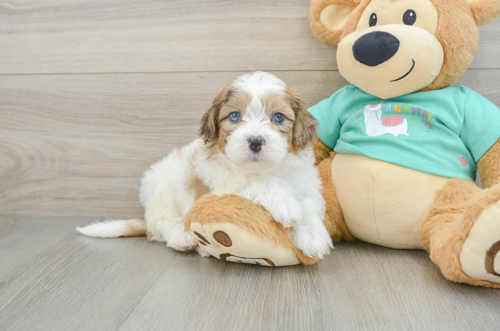 6 week old Shih Poo Puppy For Sale - Lone Star Pups