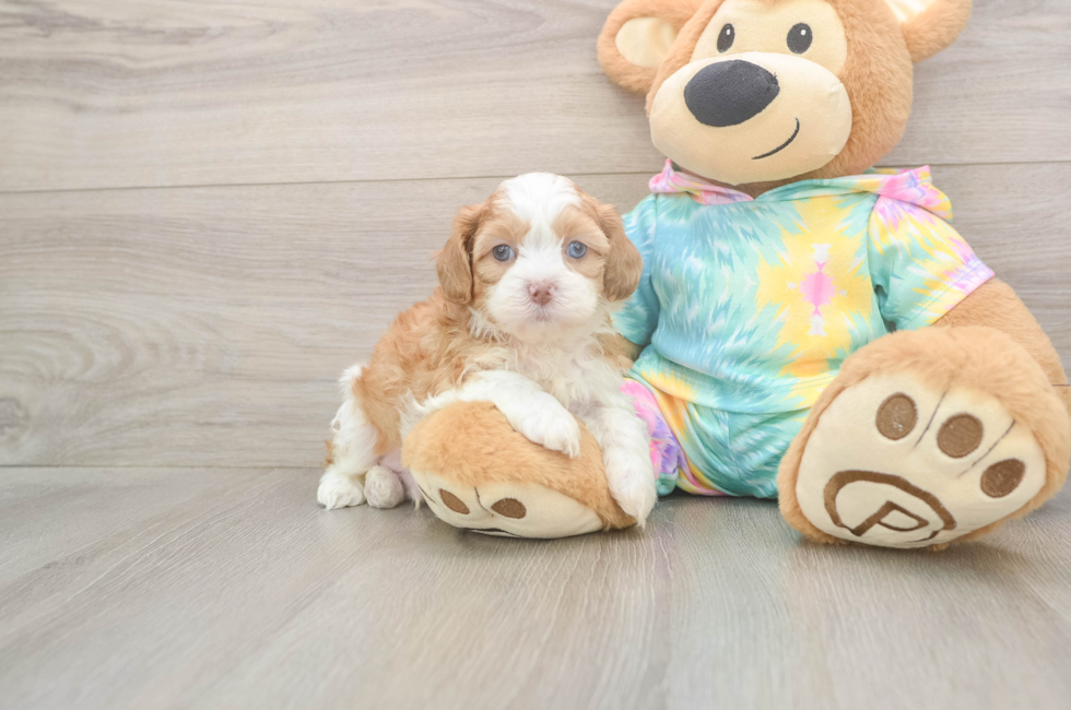 5 week old Shih Poo Puppy For Sale - Lone Star Pups