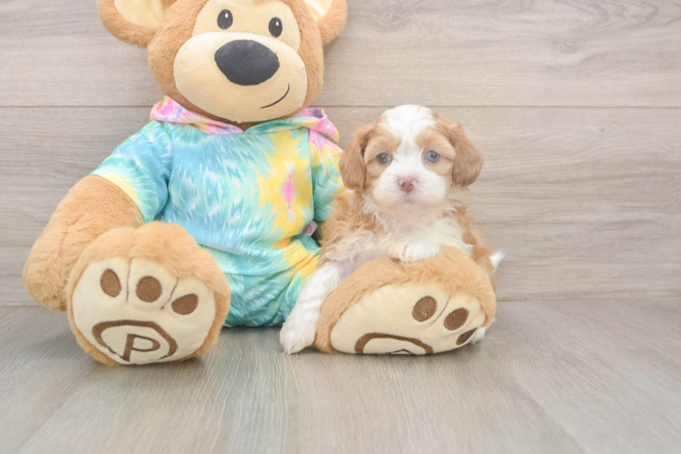 Shih Poo Puppy for Adoption