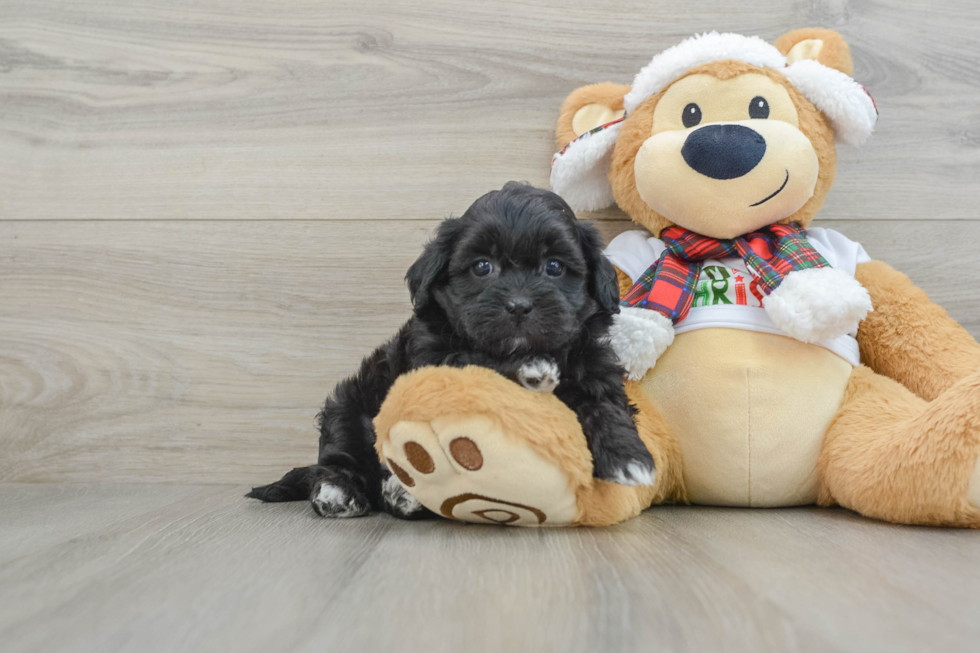 Hypoallergenic Shih Poo Poodle Mix Puppy