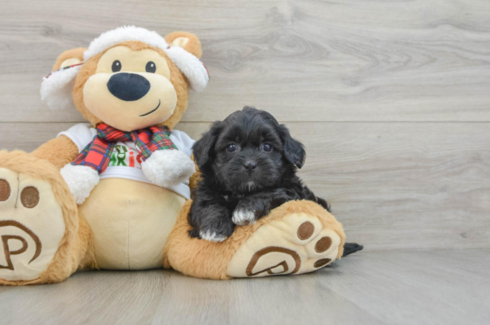 5 week old Shih Poo Puppy For Sale - Lone Star Pups