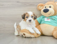 7 week old Shih Poo Puppy For Sale - Lone Star Pups