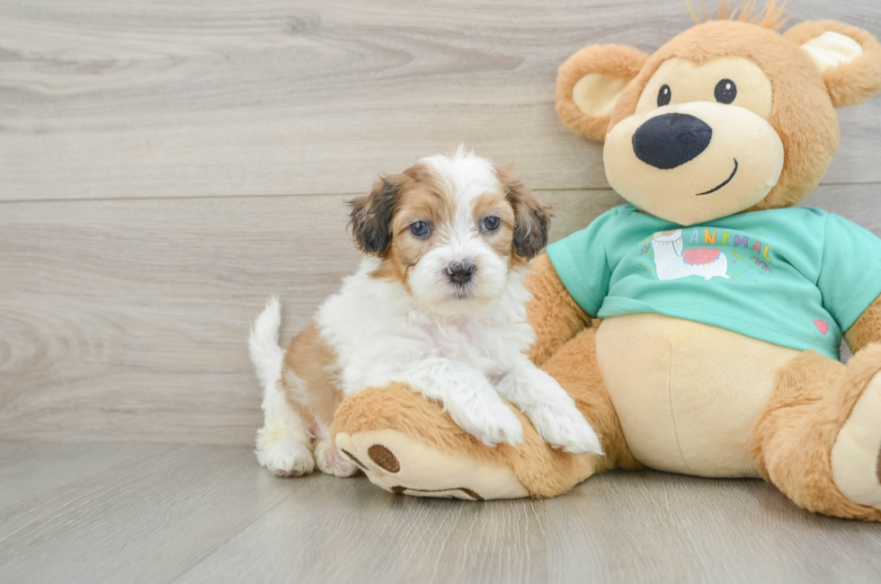 6 week old Shih Poo Puppy For Sale - Lone Star Pups