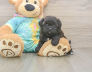 6 week old Shih Poo Puppy For Sale - Lone Star Pups