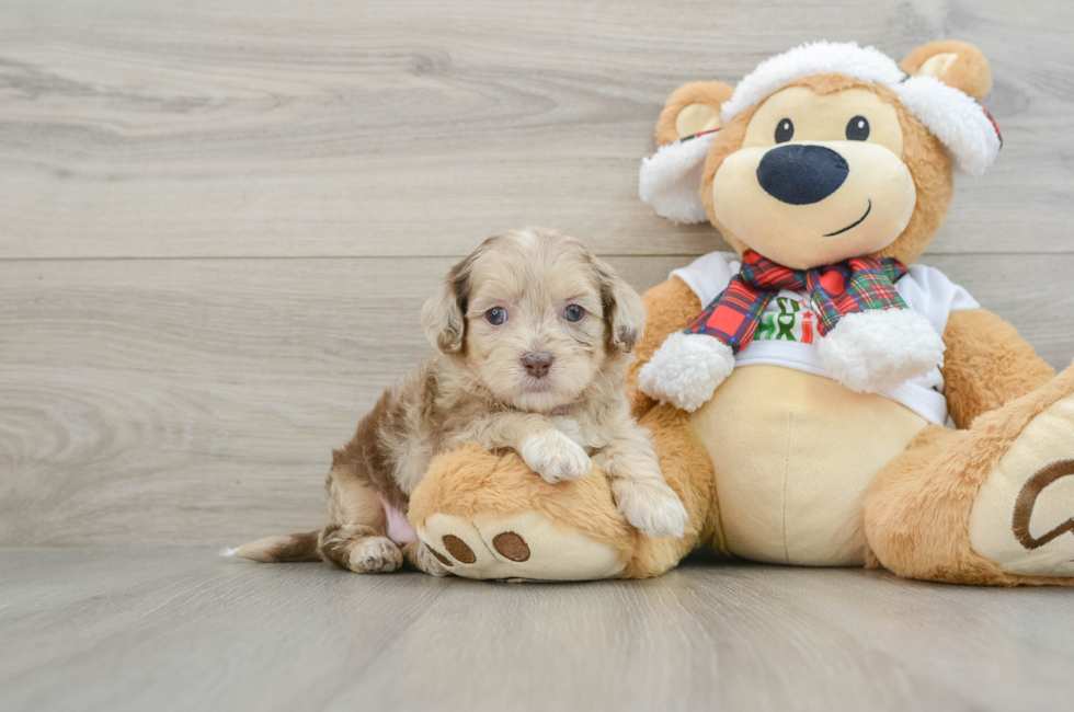 5 week old Shih Poo Puppy For Sale - Lone Star Pups