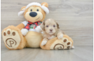 Best Shih Poo Baby