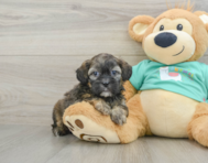 8 week old Shih Poo Puppy For Sale - Lone Star Pups