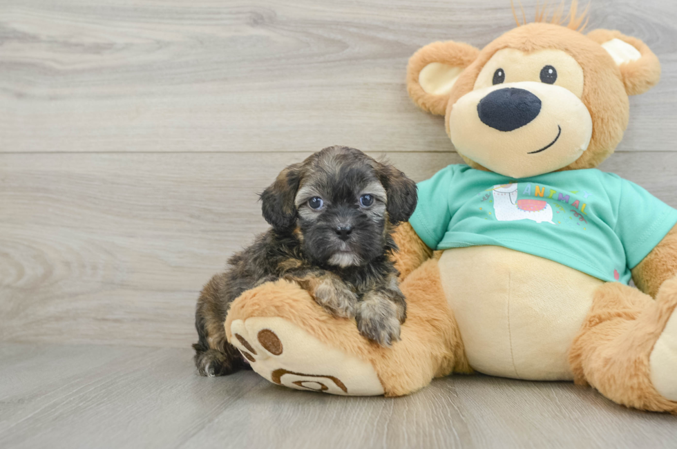 6 week old Shih Poo Puppy For Sale - Lone Star Pups