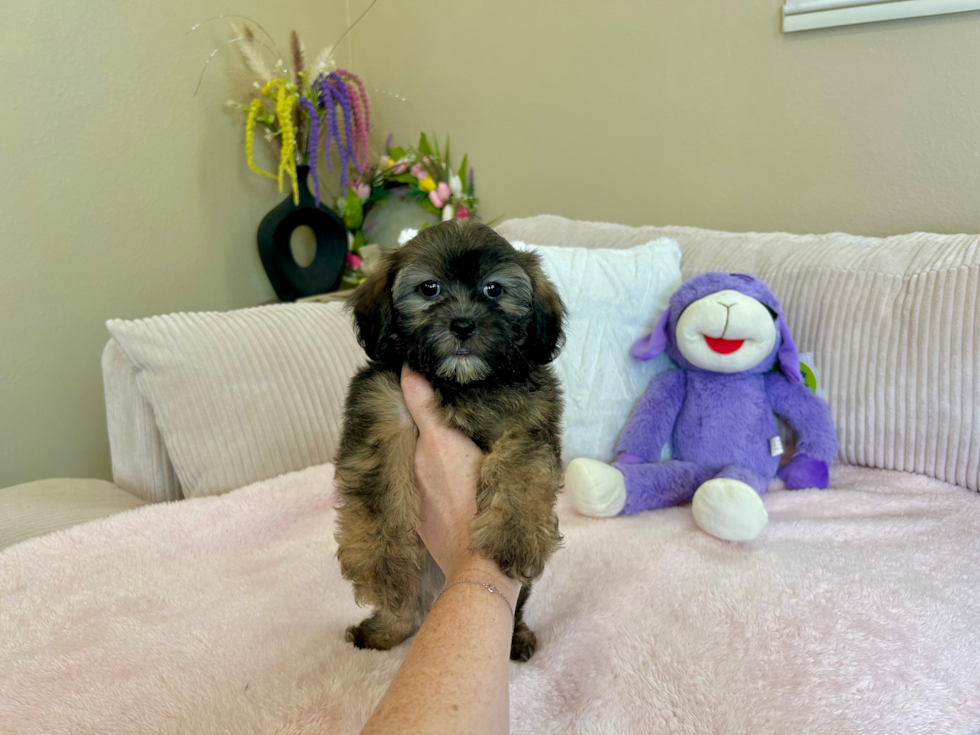 Cute Shih Poo Baby