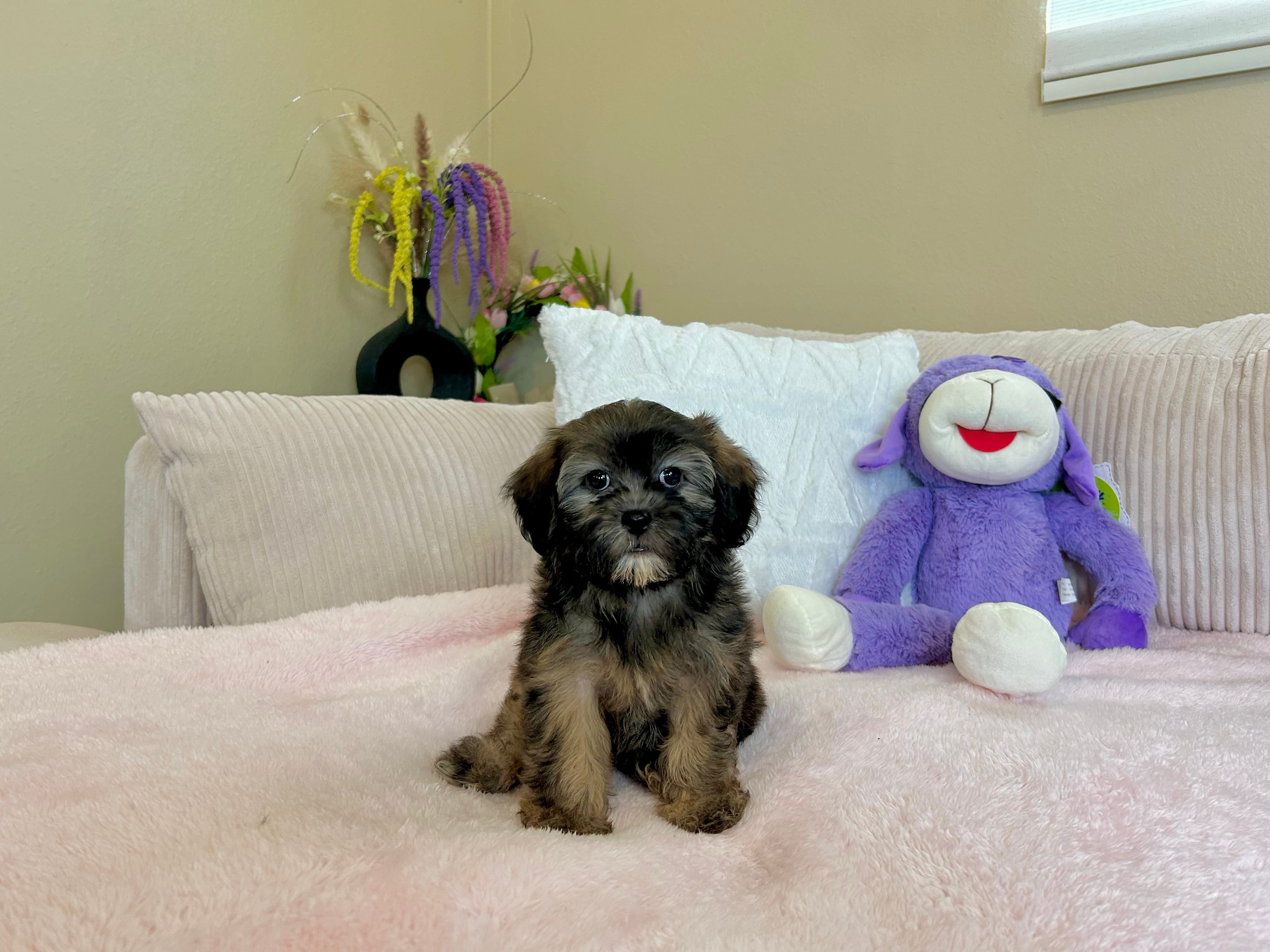Cute Shih Poo Poodle Mix Puppy