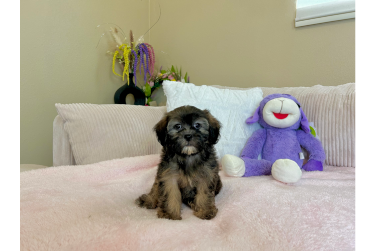 Cute Shih Poo Poodle Mix Puppy