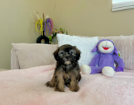 10 week old Shih Poo Puppy For Sale - Lone Star Pups