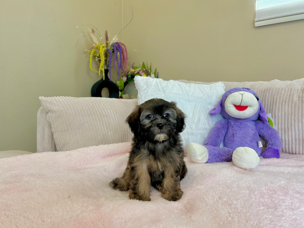 Cute Shih Poo Baby