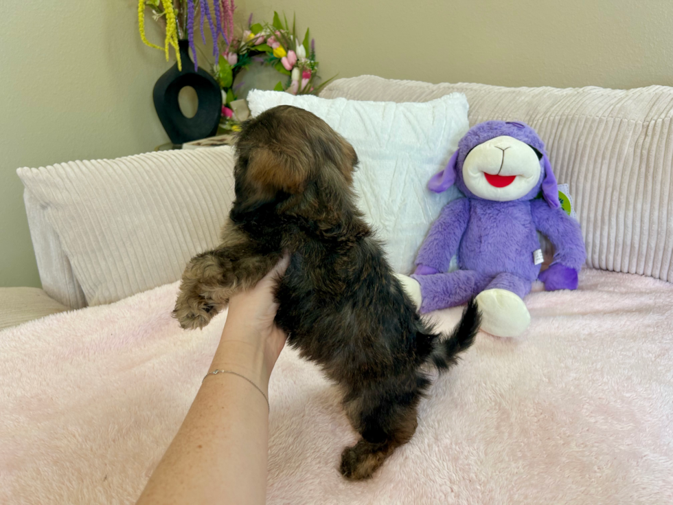 Cute Shih Poo Baby