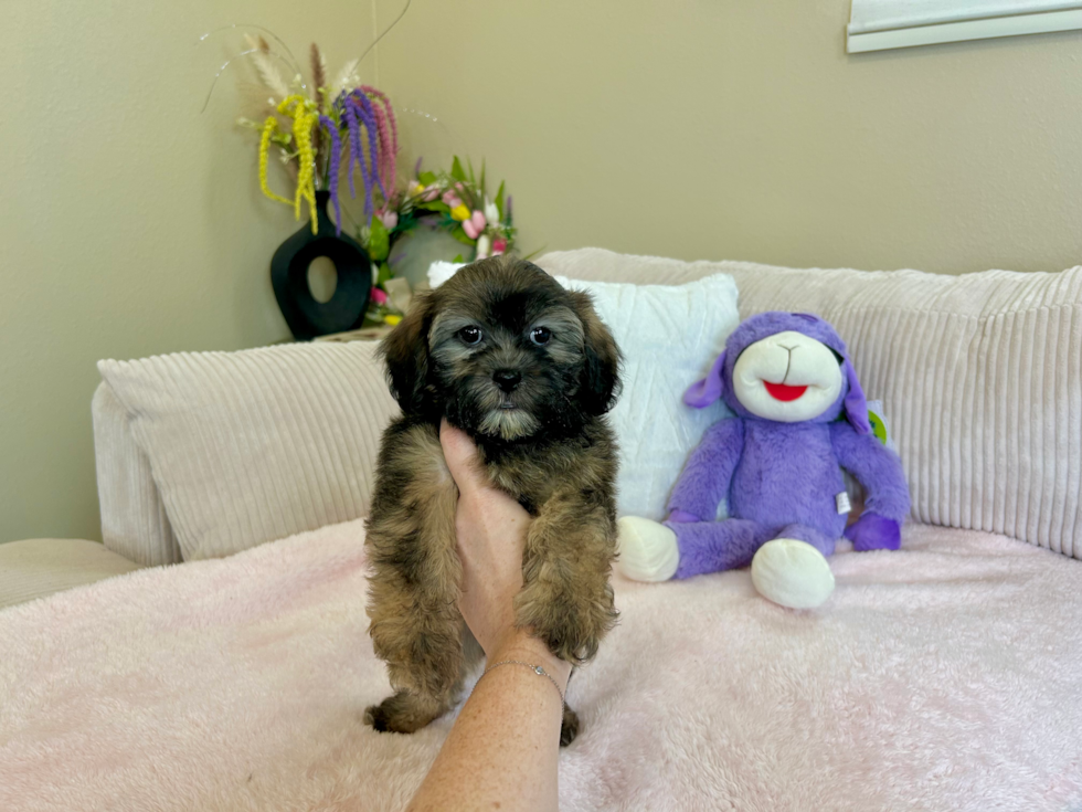 Shih Poo Pup Being Cute