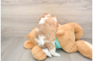 Best Shih Poo Baby