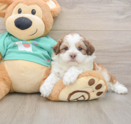 7 week old Shih Poo Puppy For Sale - Lone Star Pups