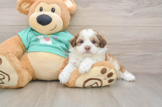 Shih Poo Pup Being Cute