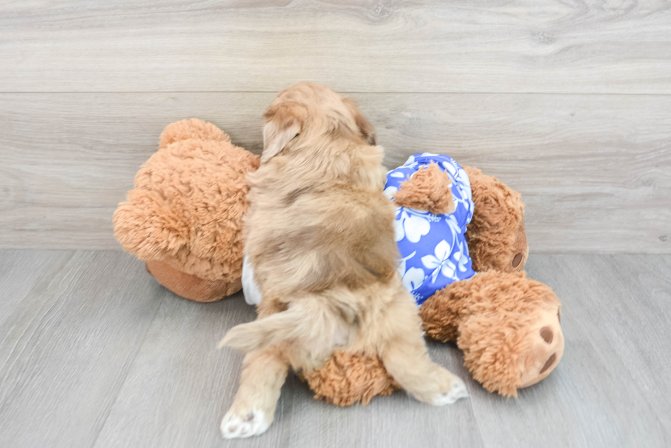 Best Shih Poo Baby