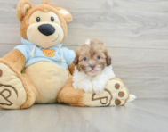 8 week old Shih Poo Puppy For Sale - Lone Star Pups