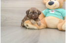 Fluffy Shih Poo Poodle Mix Pup