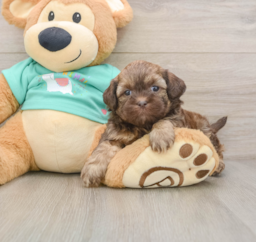 7 week old Shih Poo Puppy For Sale - Lone Star Pups