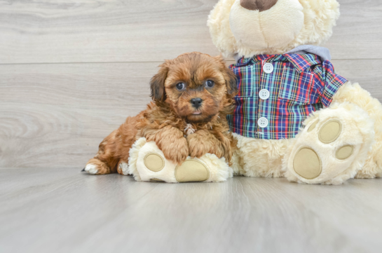 Best Shih Poo Baby