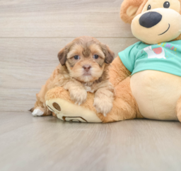 8 week old Shih Poo Puppy For Sale - Lone Star Pups