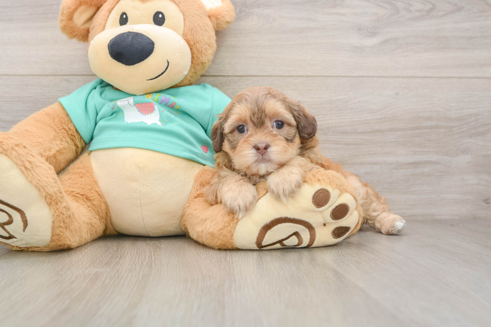 Best Shih Poo Baby