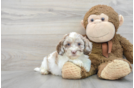 Shih Poo Pup Being Cute