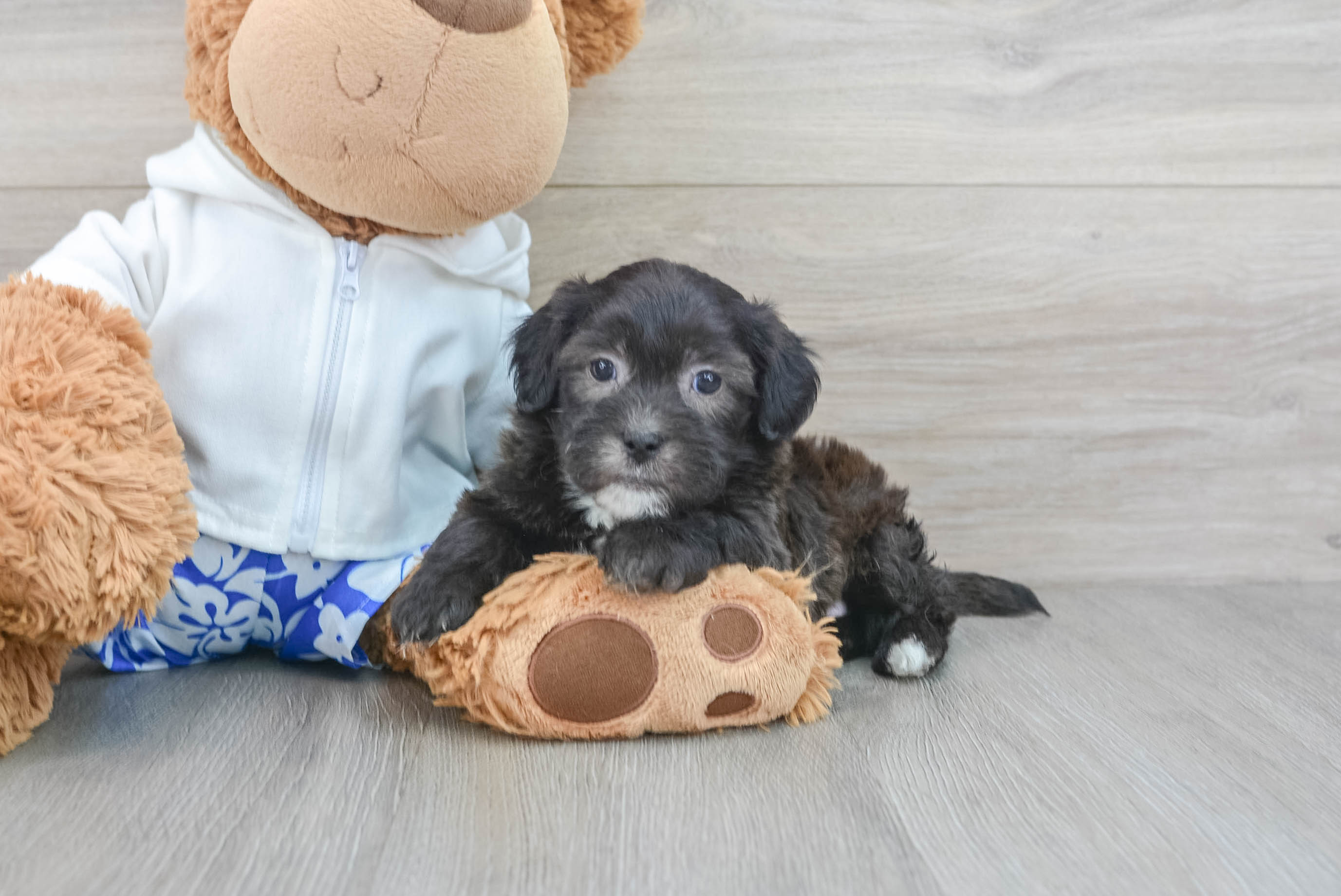 Shih Poo Pup Being Cute
