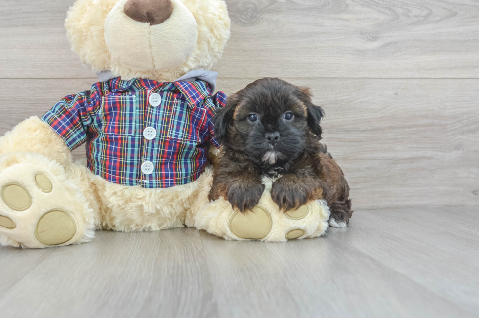 6 week old Shih Poo Puppy For Sale - Lone Star Pups