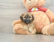 8 week old Shih Poo Puppy For Sale - Lone Star Pups