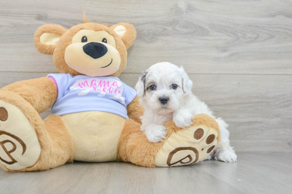 6 week old Shih Poo Puppy For Sale - Lone Star Pups