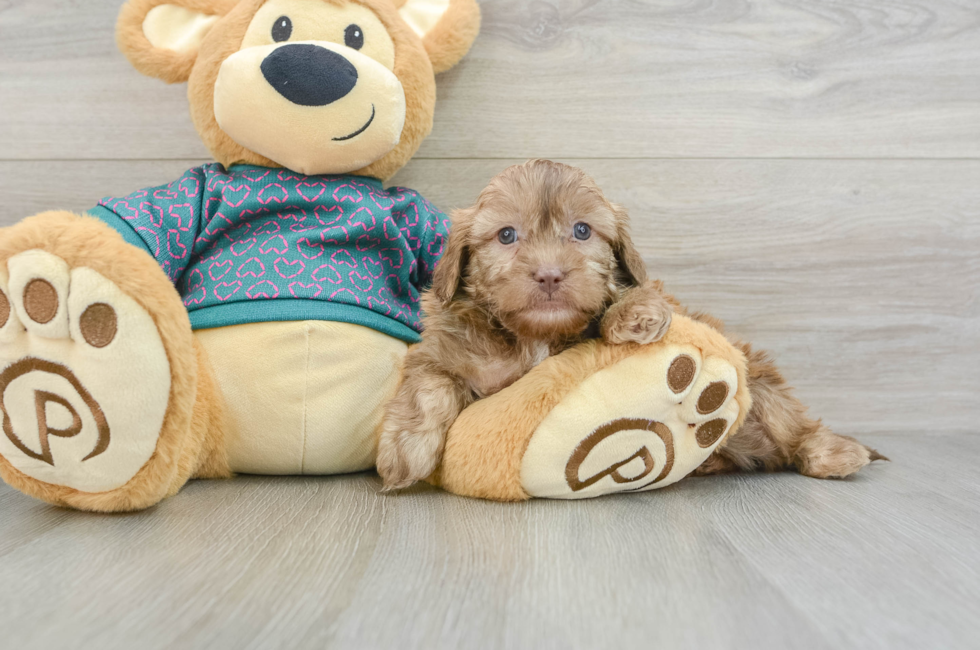 6 week old Shih Poo Puppy For Sale - Lone Star Pups