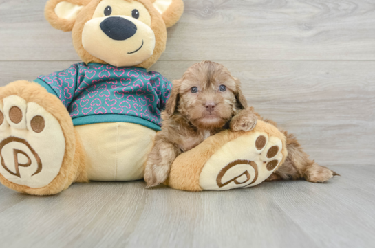 Happy Shih Poo Baby